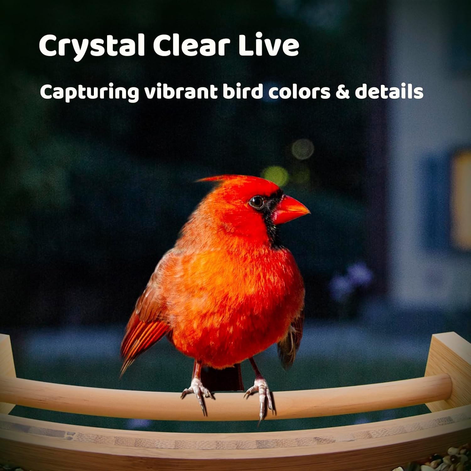 NETVUE by Birdfy Smart Bird Feeder with Camera Solar Powered, Permanent AI Identify 6000+ Bird Species & Motion Detection, Renewable Upgraded Bamboo Wood, Ideal Gift AI Permanent Service Already Checked Out — photo 6