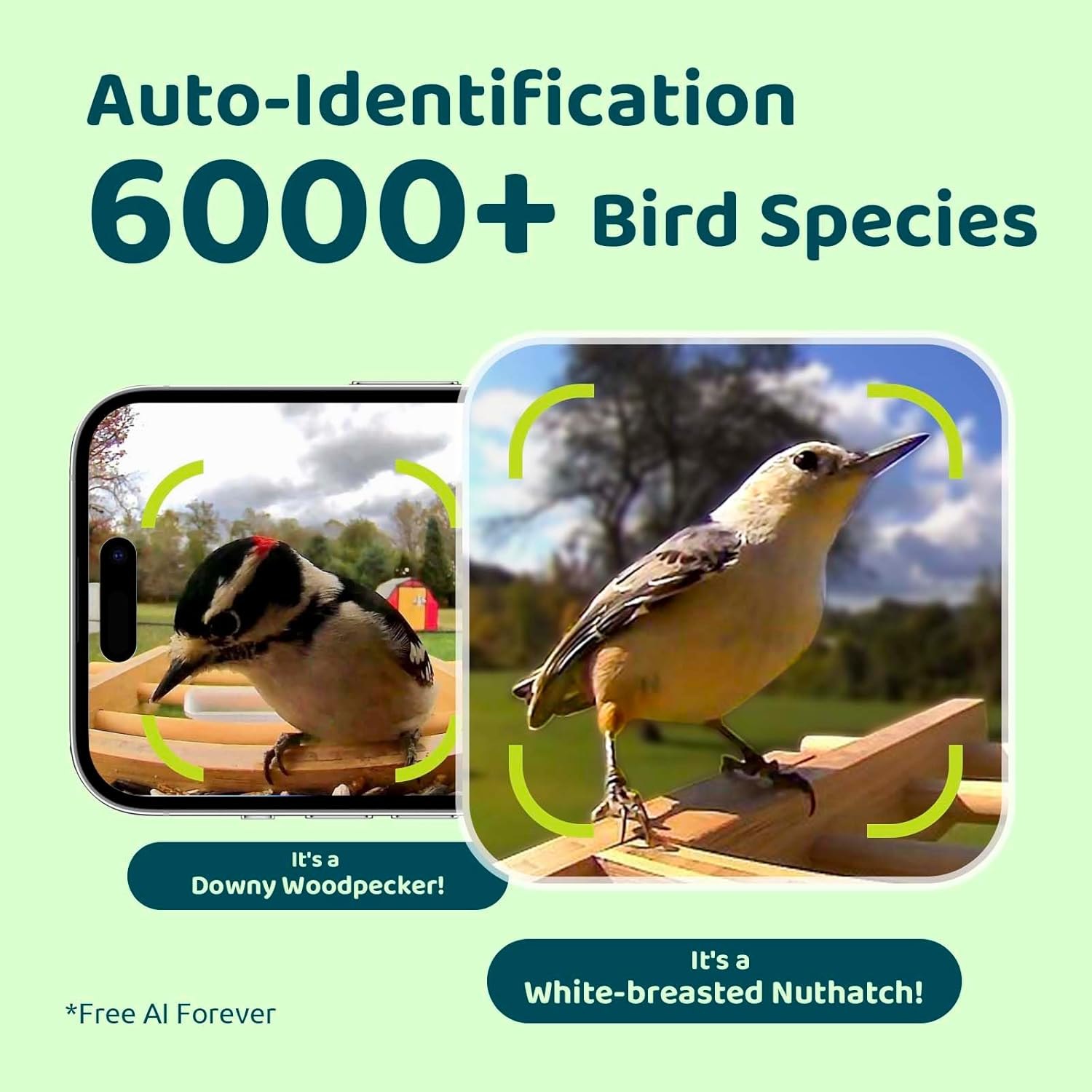 NETVUE by Birdfy Smart Bird Feeder with Camera Solar Powered, Permanent AI Identify 6000+ Bird Species & Motion Detection, Renewable Upgraded Bamboo Wood, Ideal Gift AI Permanent Service Already Checked Out — photo 7